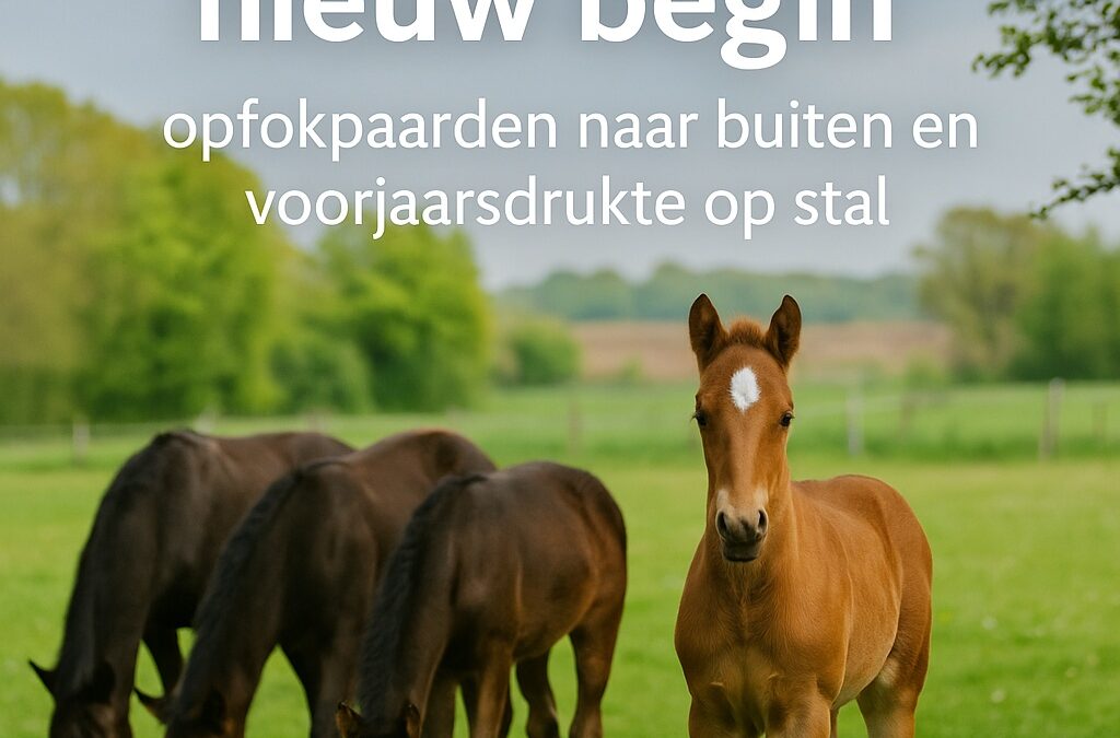 Nieuwe ronde, nieuw begin: opfokpaarden naar buiten en voorjaarsdrukte op stal